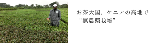 お茶大国、ケニアの高知で“無農薬栽培”